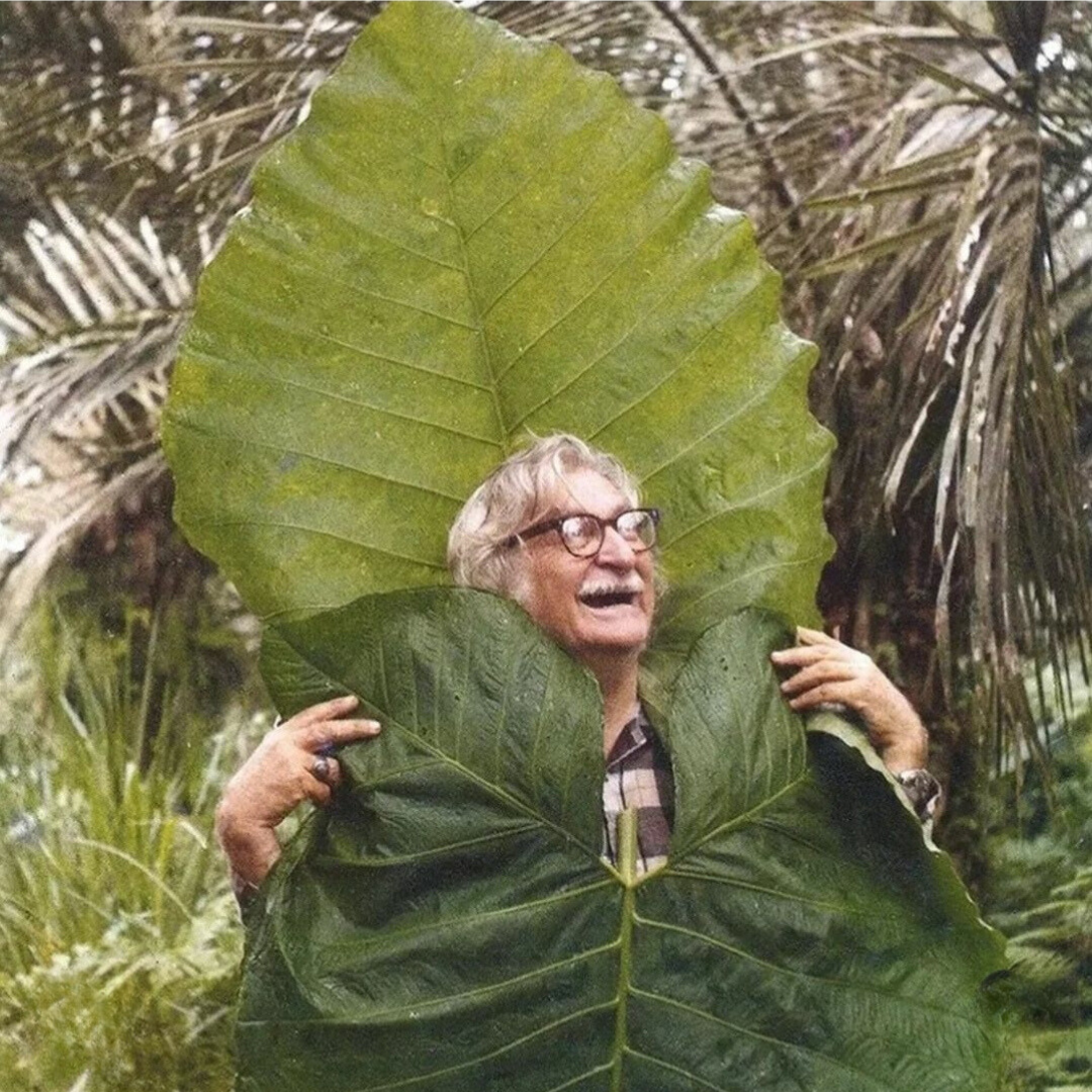 Silly big leaf