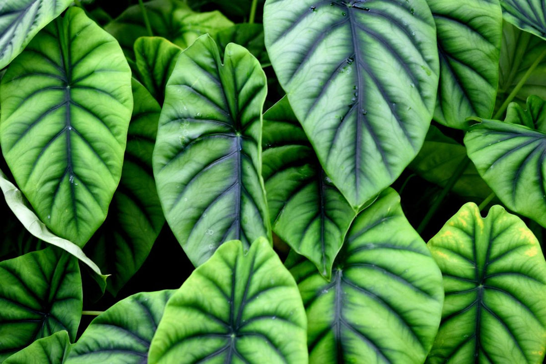 Alocasia Varieties: Beginner's Guide