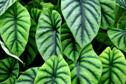 Alocasia Varieties: Beginner's Guide