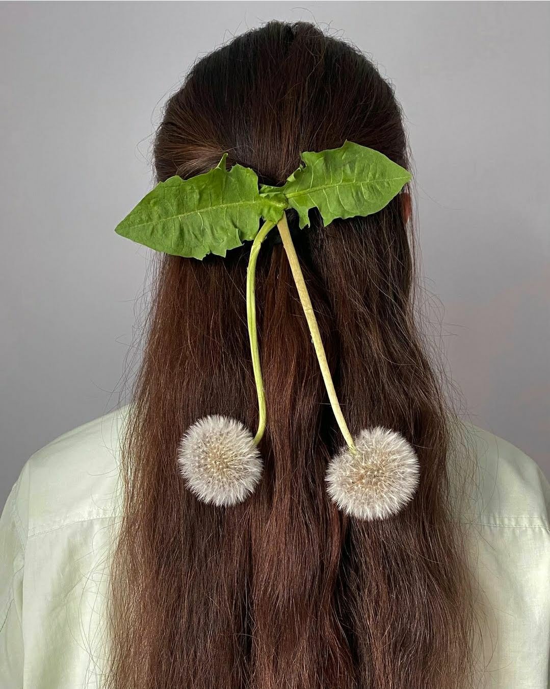 dandelion bow