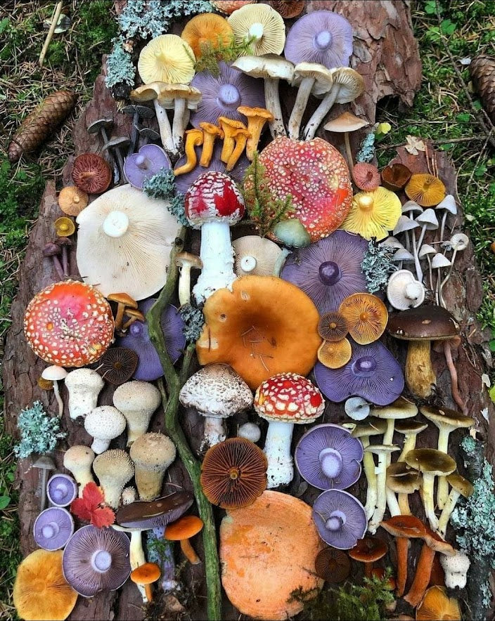 colorful mushrooms