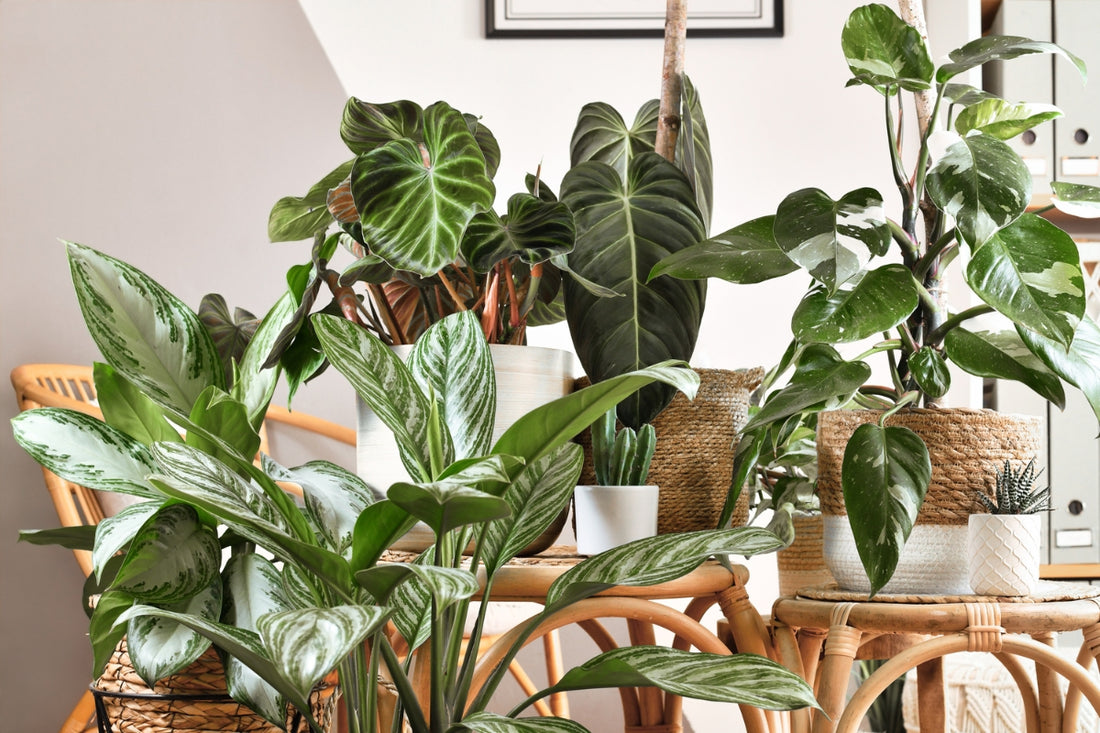 Beginner's Guide to Houseplants