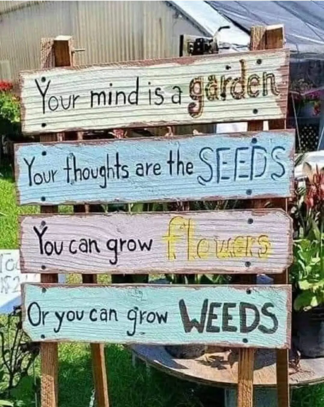 what are you growing?